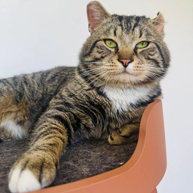 An adult large-sized male Tabby (Brown / Chocolate) Domestic Short Hair cat named Sir Von Crumples for adoption in Jersey City, NJ