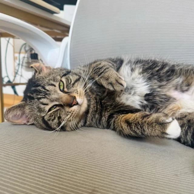 Sir Von Crumples thumbnail 5