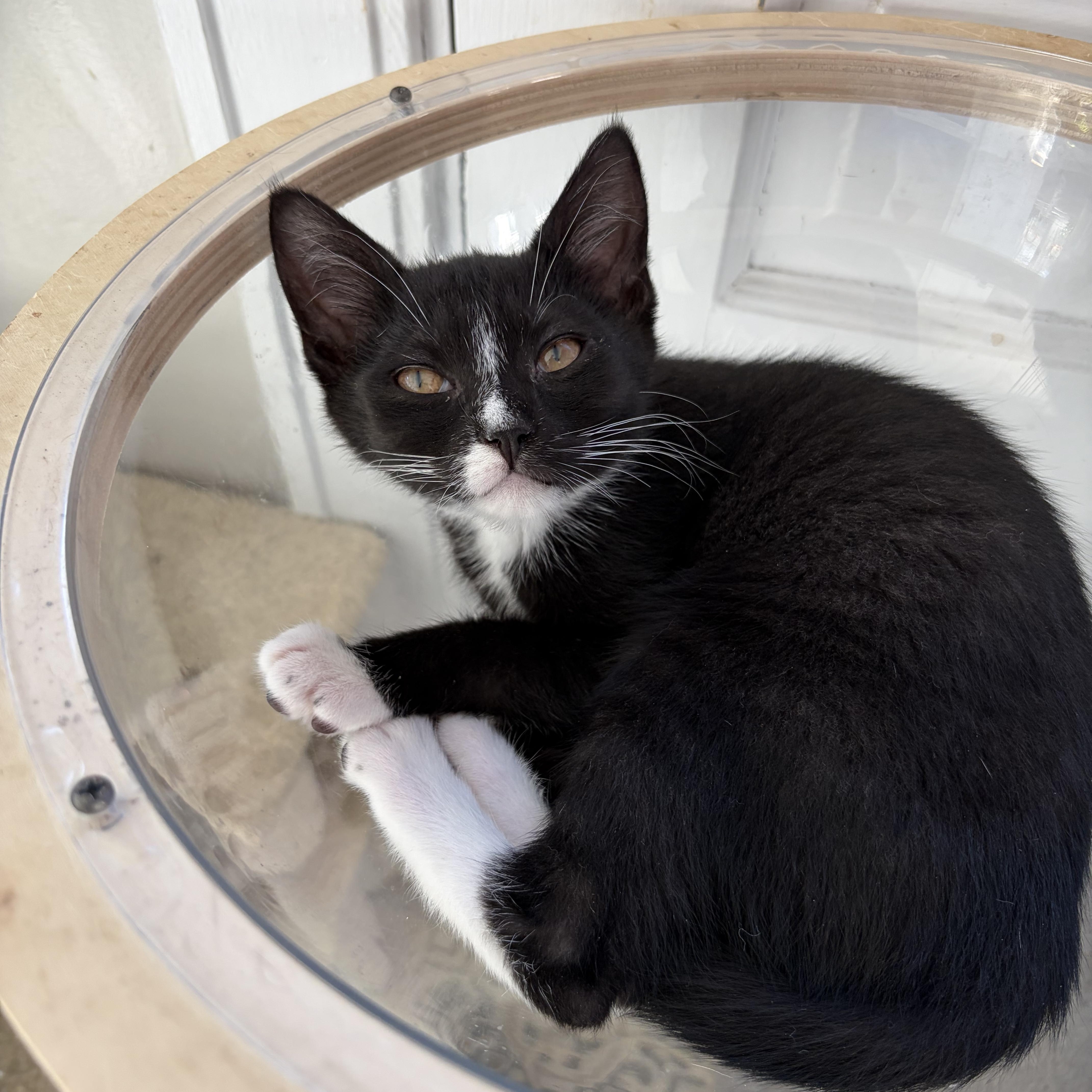 A baby medium-sized male Black & White / Tuxedo Domestic Short Hair cat named Pepper for adoption in East Amherst, NY