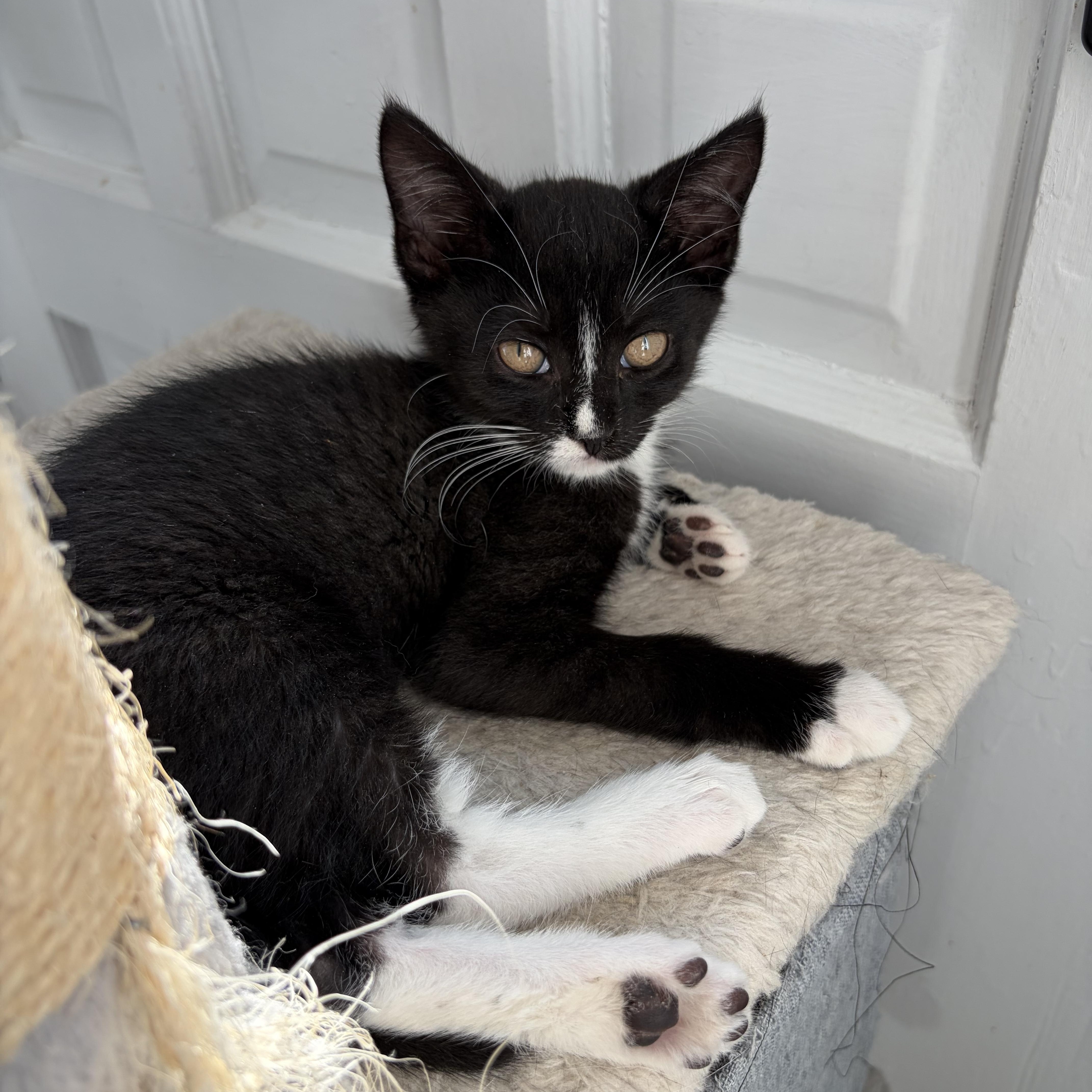 Pepper thumbnail 2