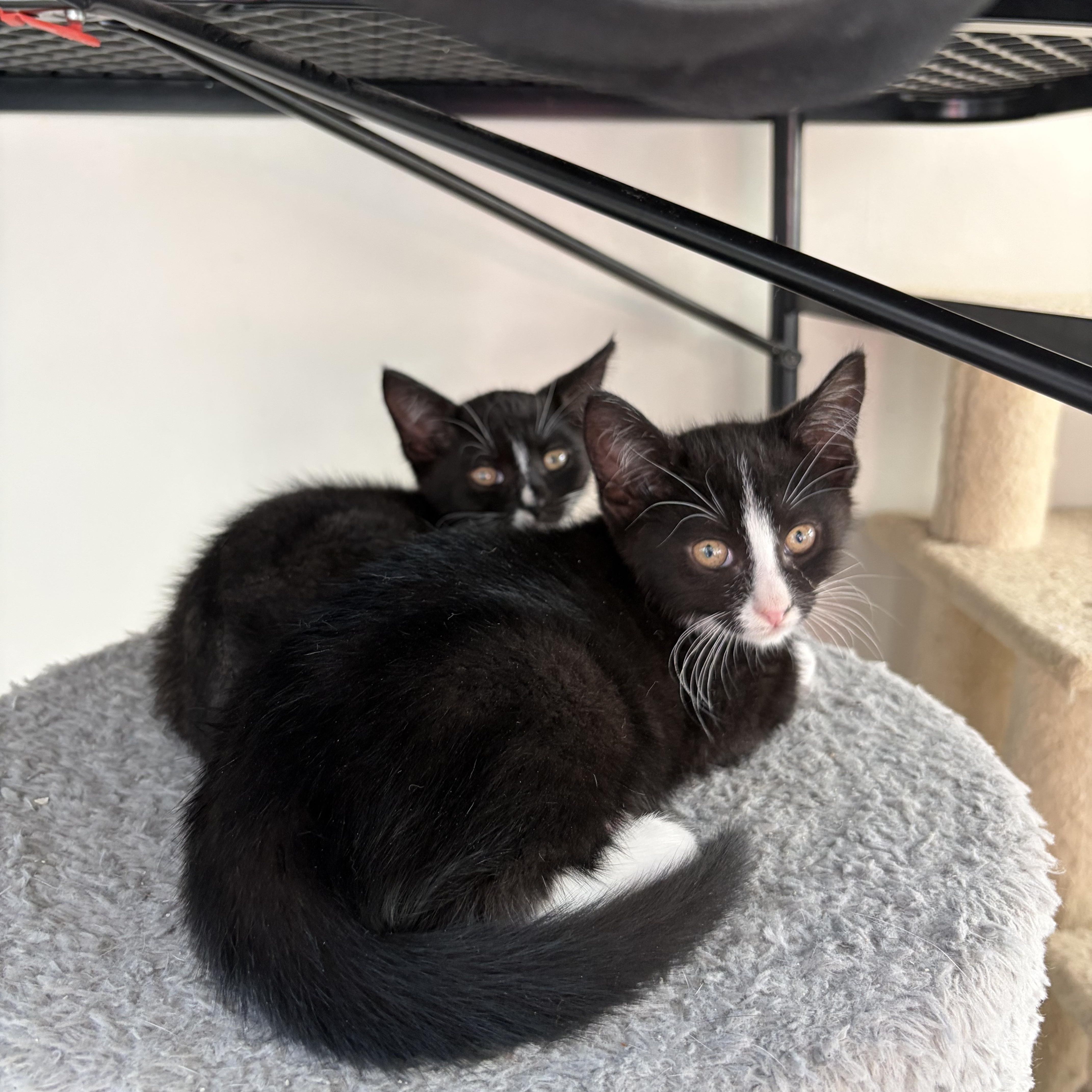 Pepper thumbnail 4