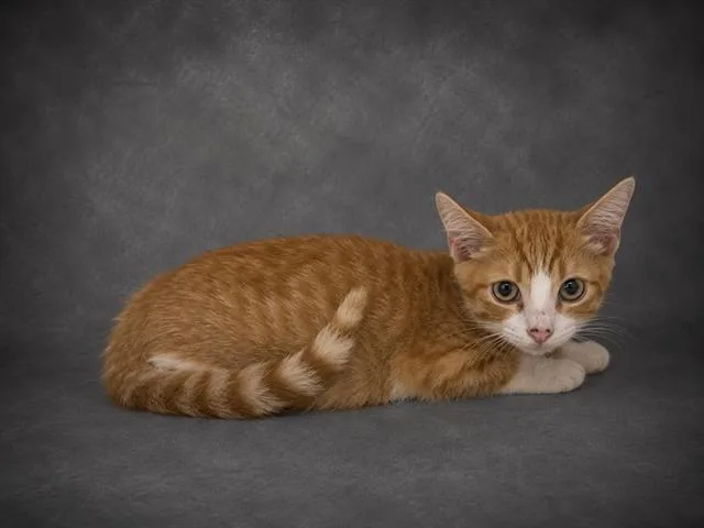A baby small-sized male Domestic Short Hair cat named Qhuinn for adoption in Winter Haven, FL