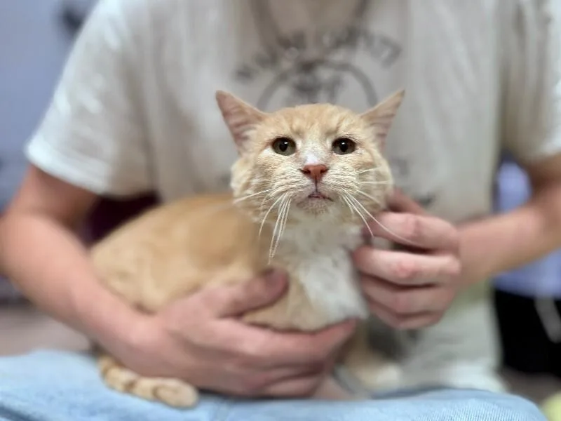 An adult medium-sized male Domestic Short Hair cat named Sassy for adoption in Wooster, OH