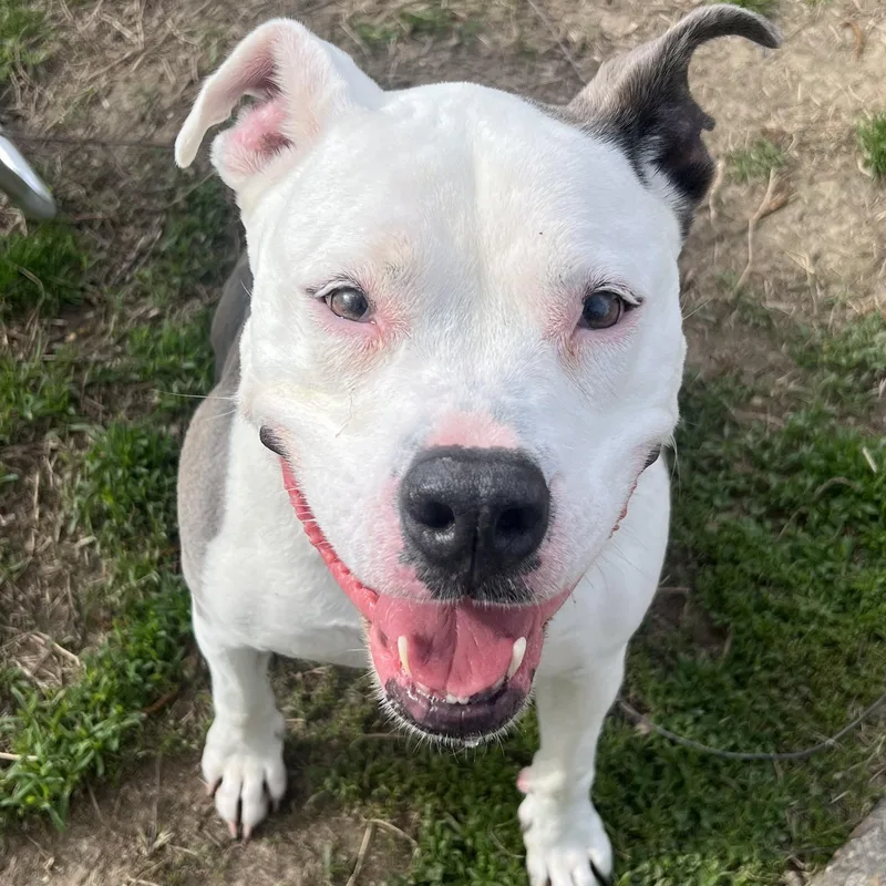 Penelope thumbnail 2