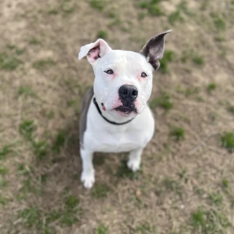 Penelope thumbnail 3