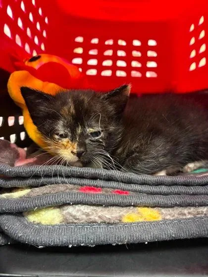 A baby small-sized female Domestic Short Hair cat named Autumn for adoption in Gastonia, NC