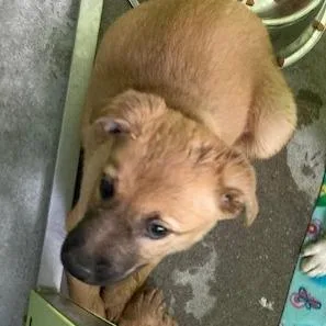 A baby small-sized female Labrador Retriever dog named Bubbles  Stray Hold for adoption in Spokane, WA