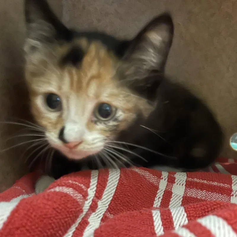A baby small-sized female Torbie Domestic Short Hair cat named Maddy for adoption in Pasadena, CA
