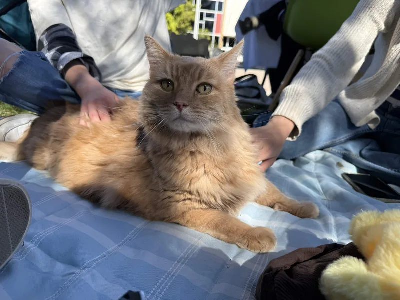 A senior extra large-sized male Orange / Red Domestic Long Hair cat named Harley for adoption in San Luis Obispo, CA