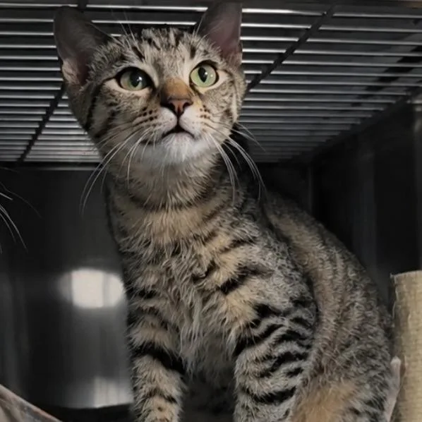A baby medium-sized male Domestic Short Hair cat named James for adoption in Quincy, OH