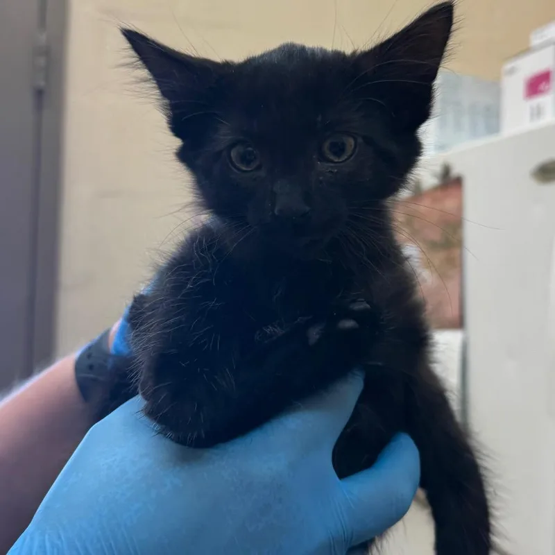 A baby small-sized male Black Domestic Short Hair cat named Tailor for adoption in Birmingham, AL