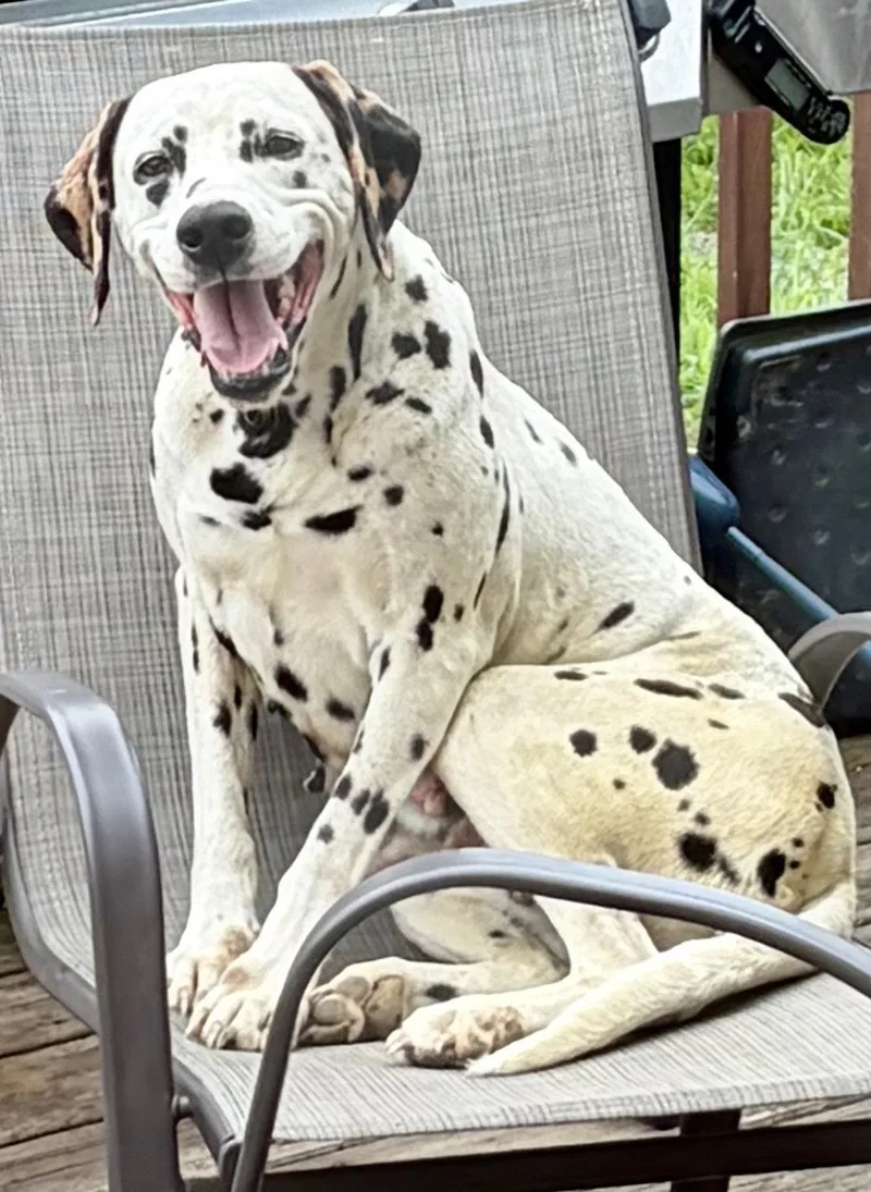An adult medium-sized female Dalmatian dog named Dolly for adoption in Tonawanda, NY