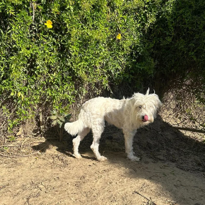 An adult medium-sized female White / Cream Terrier dog named String Cheese for adoption in Riverside, CA