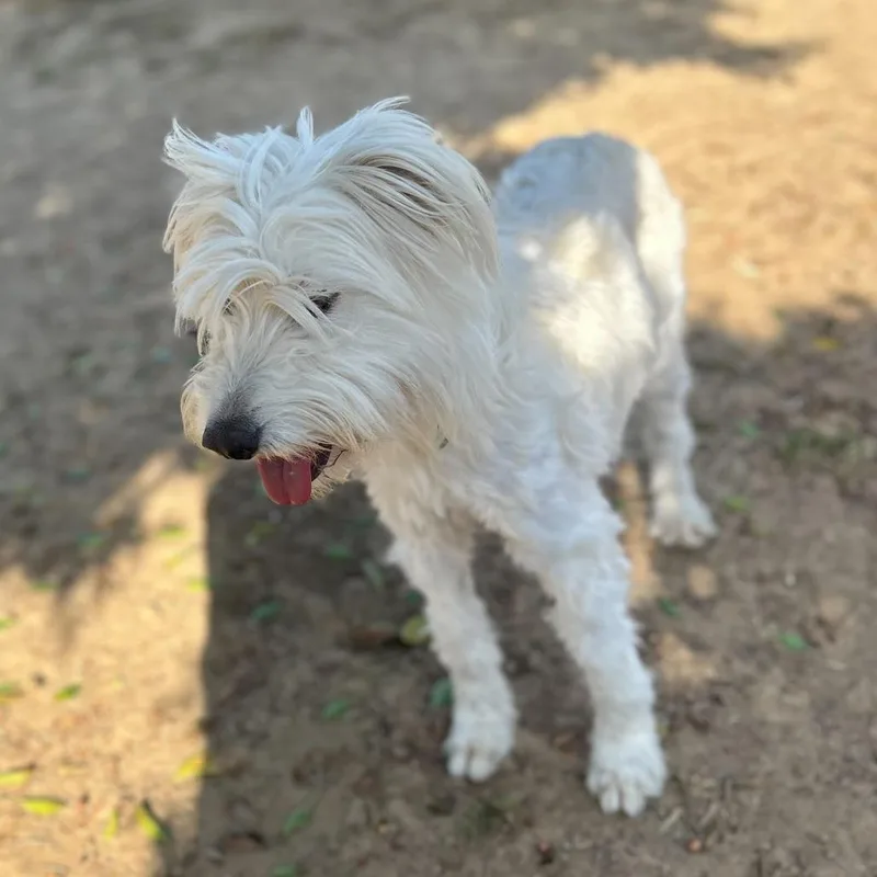 String Cheese thumbnail 4