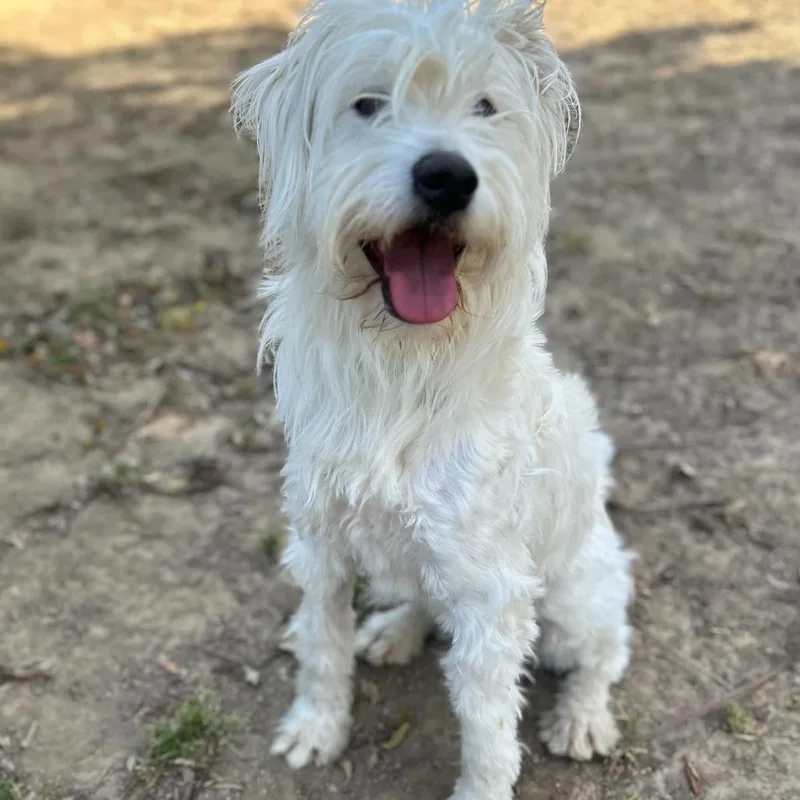 String Cheese thumbnail 5