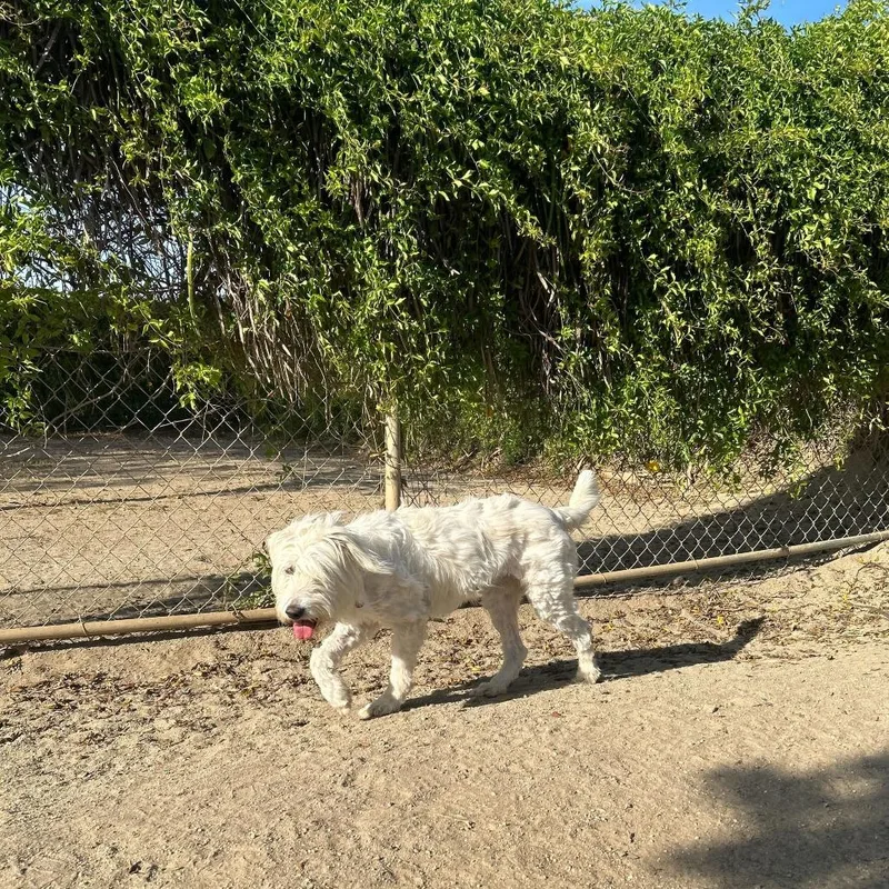 String Cheese thumbnail 6