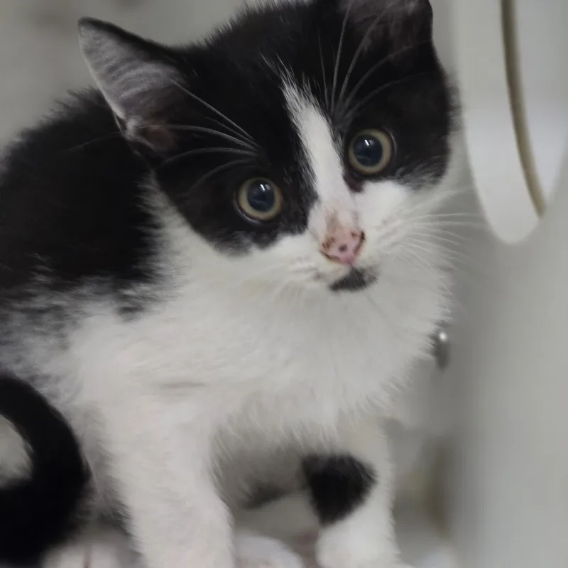 A baby small-sized male Black Domestic Short Hair cat named Firecracker for adoption in Elizabeth City, NC