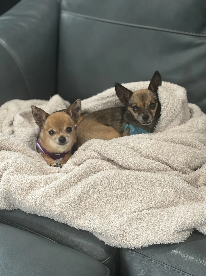 Little Bear & Jojo