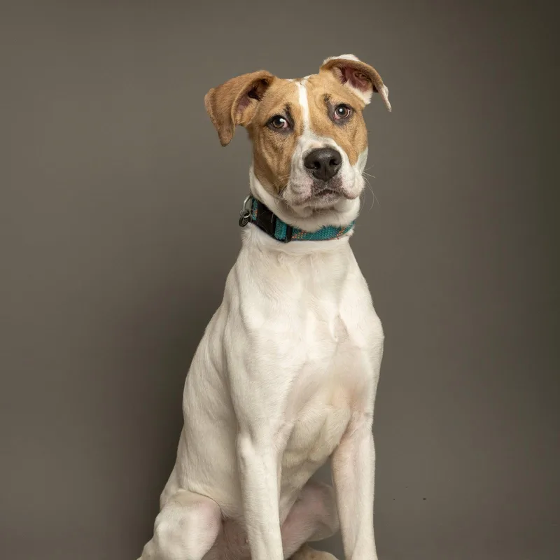 An adult medium-sized male Anatolian Shepherd dog named Nyxtyn for adoption in Richardson, TX