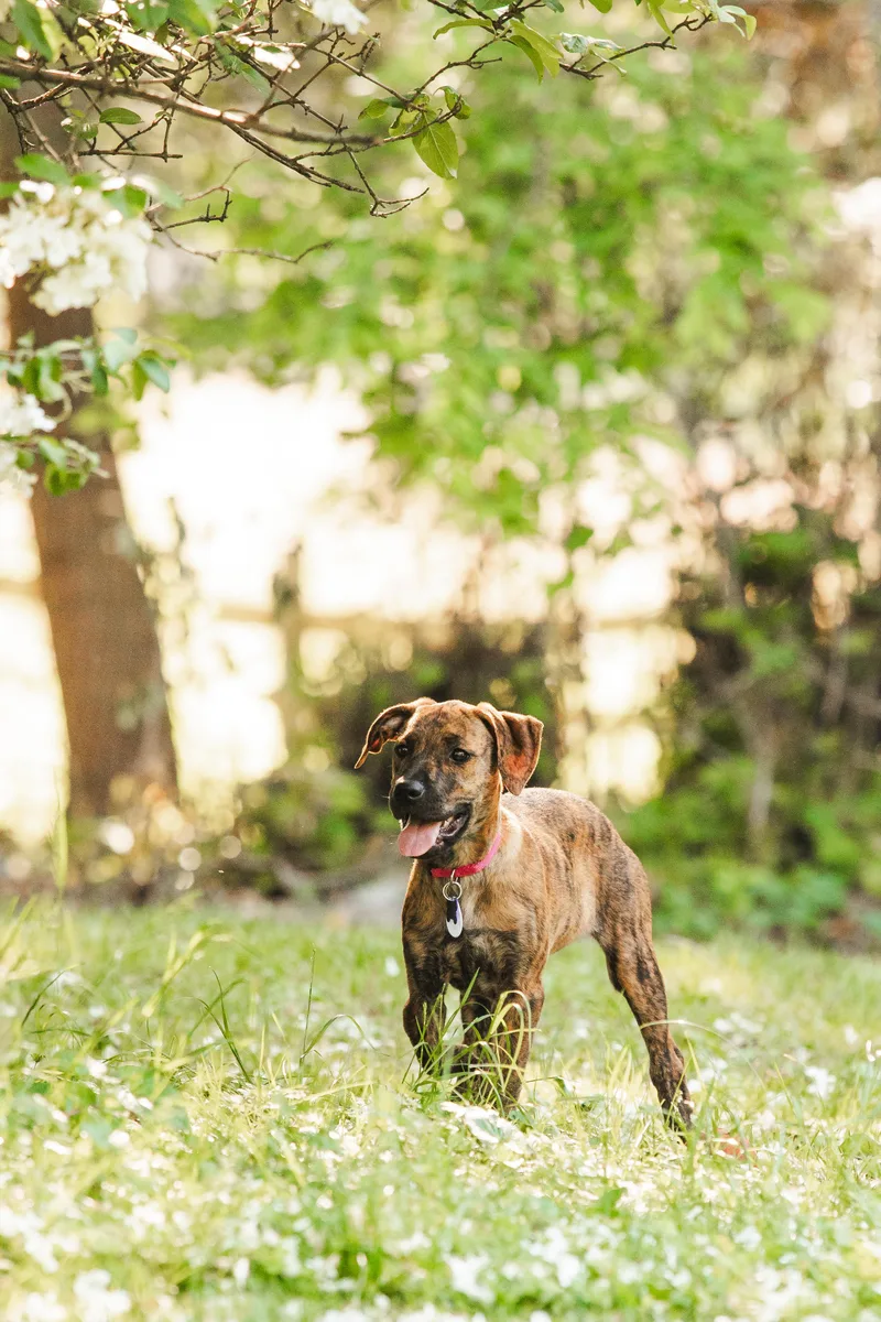 A baby medium-sized female Brindle Plott Hound dog named Ellie for adoption in Columbia, MD