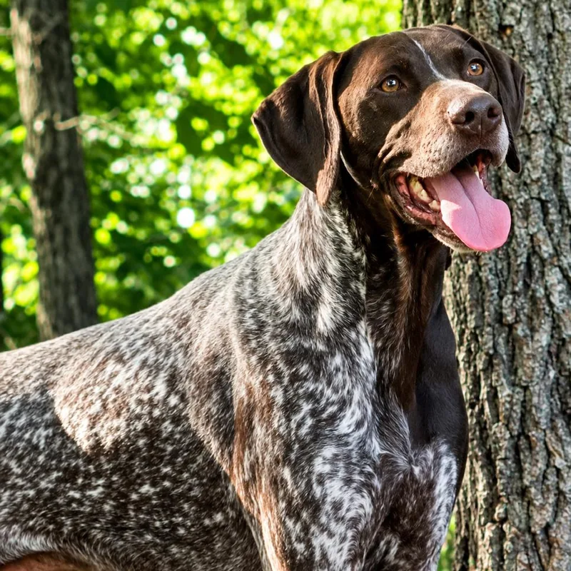 An adult large-sized male Brown / Chocolate German Shorthaired Pointer dog named Moose for adoption in Bessemer, AL