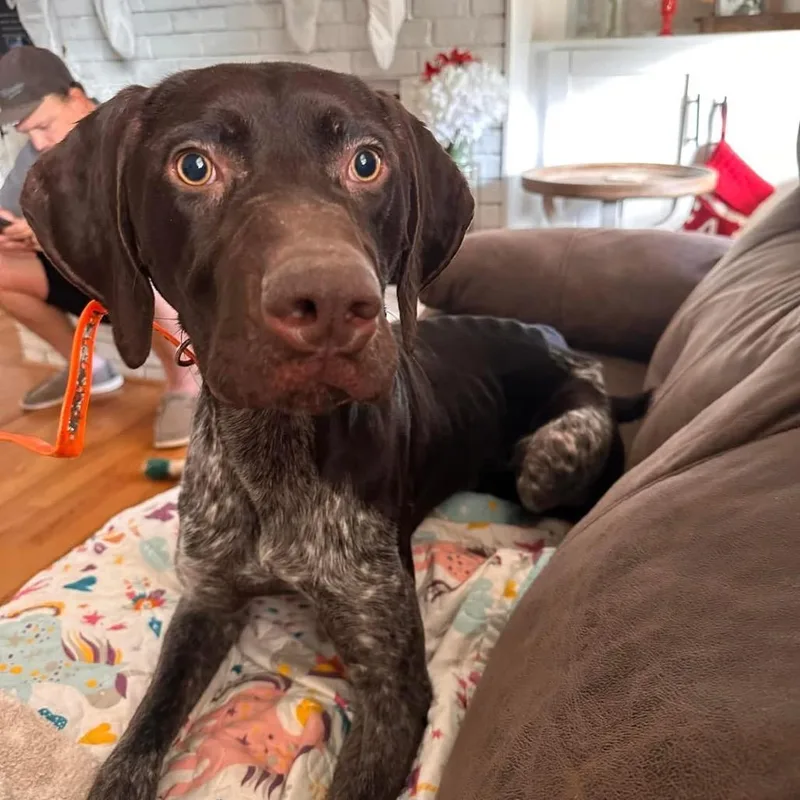 Moose thumbnail 3