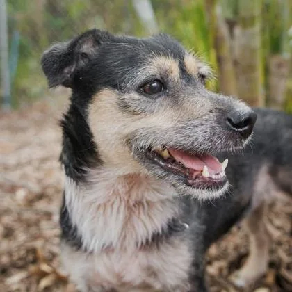 An adult medium-sized female Mixed Breed dog named Jayda for adoption in Largo, FL
