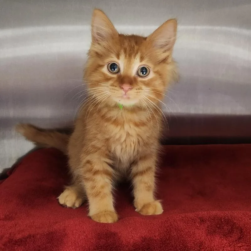A baby small-sized male Domestic Long Hair cat named Huckleberry for adoption in Fort Wayne, IN