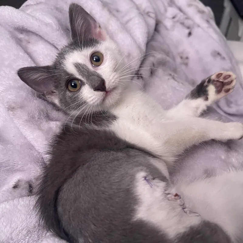 A baby small-sized female White Domestic Short Hair cat named Threesa for adoption in Buffalo, MN