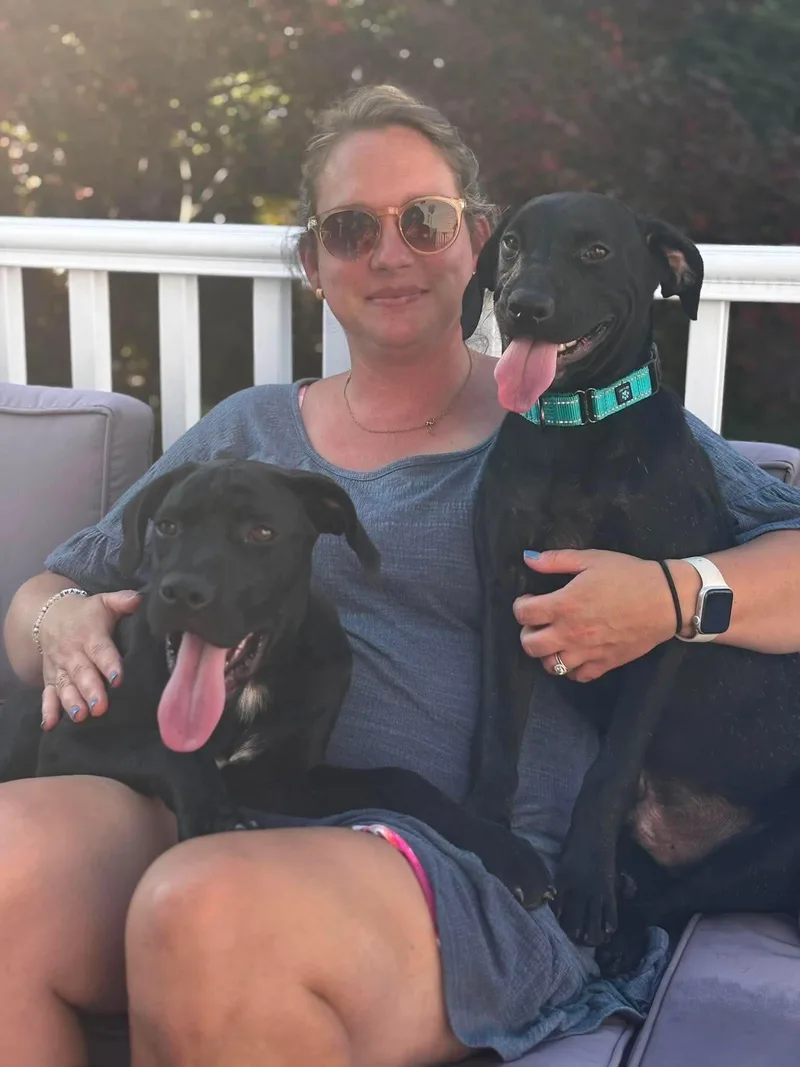 A young large-sized male Black Labrador Retriever dog named Bob for adoption in Billerica, MA