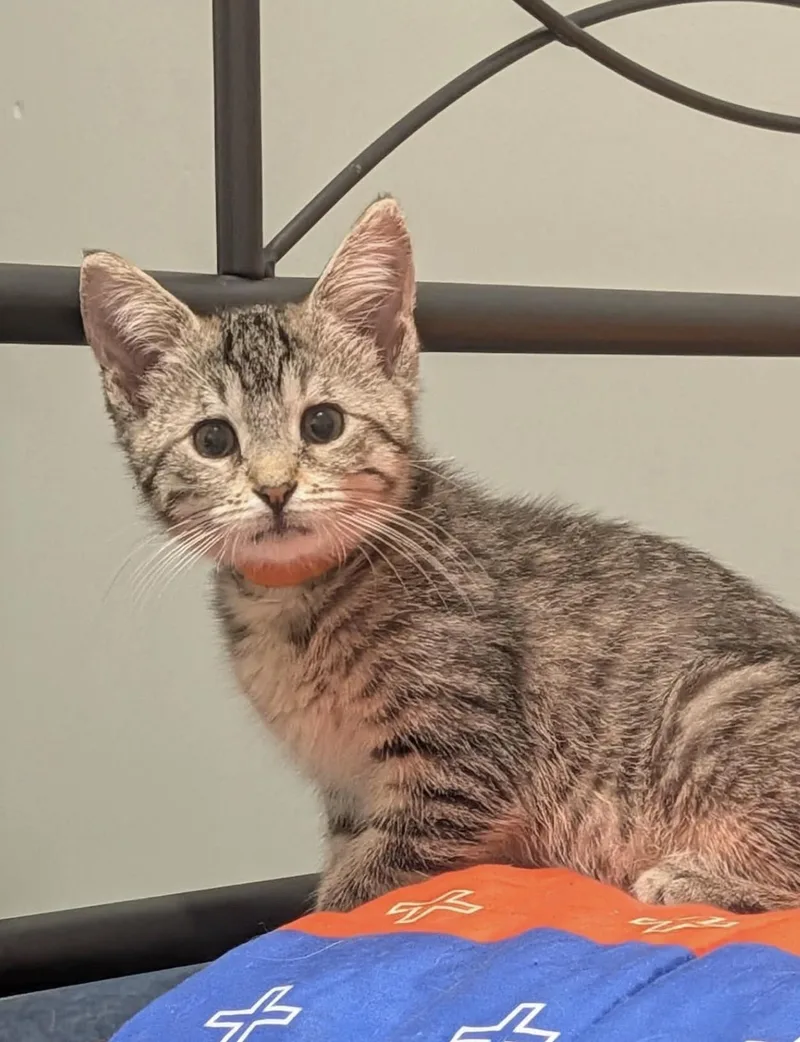 A baby small-sized male Domestic Short Hair cat named Georgie for adoption in Lockport, IL