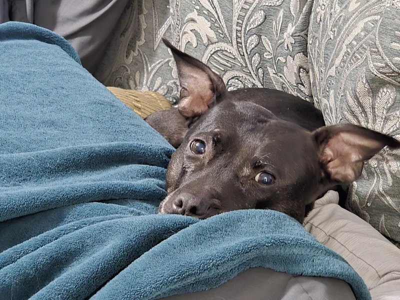 Bella thumbnail 2