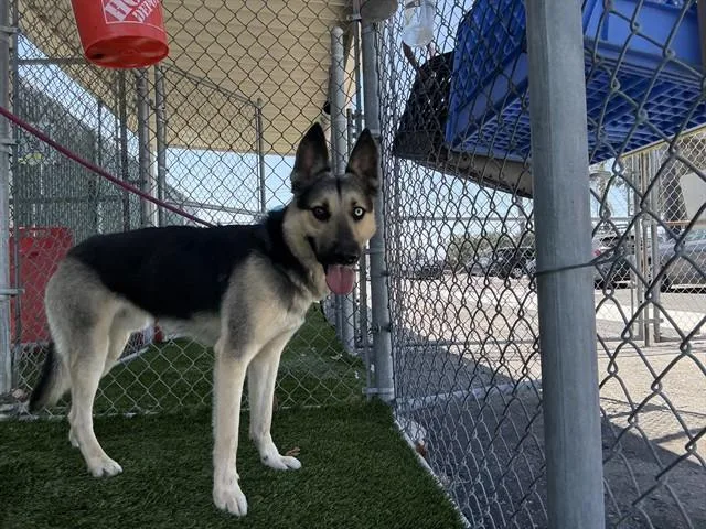 An adult medium-sized male German Shepherd Dog dog named Apolo for adoption in Baldwin Park, CA