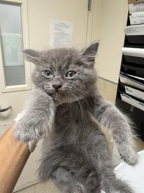A baby small-sized male Domestic Short Hair cat named Erwin for adoption in Riverside, CA