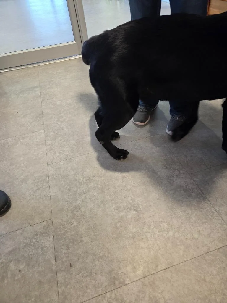 An adult large-sized male Labrador Retriever dog named Cypress for adoption in Bossier City, LA