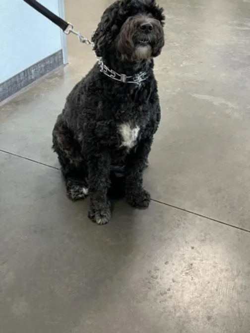 An adult large-sized female Poodle dog named Cocomelon for adoption in Chatsworth, CA