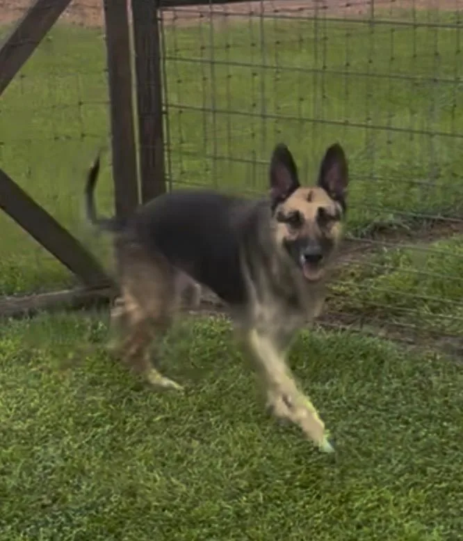 Shiloh