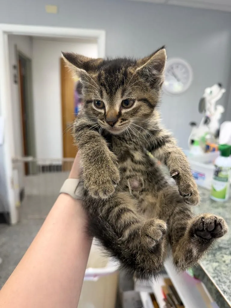 A baby large-sized male Domestic Short Hair cat named Strada for adoption in Bryan, OH