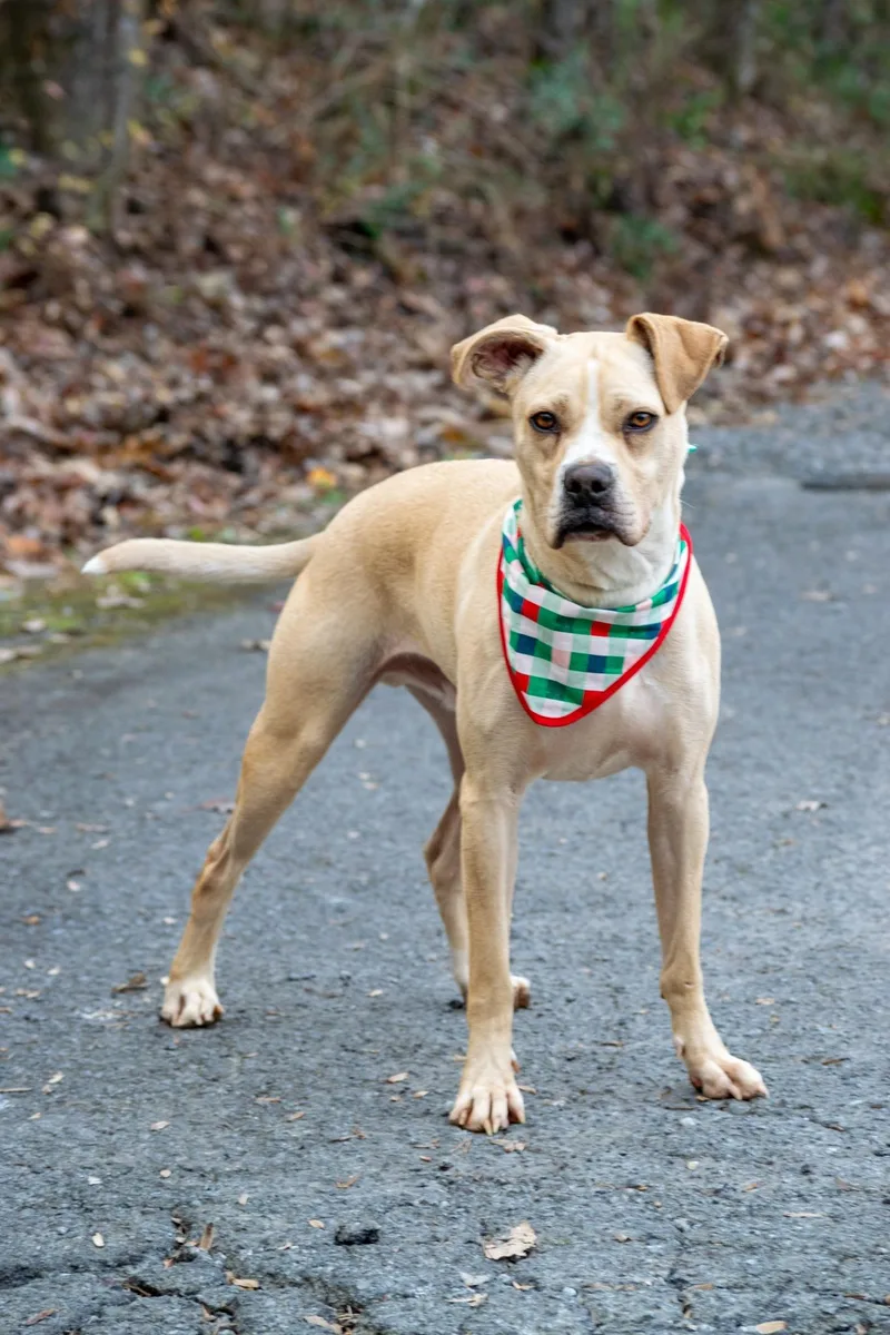 An adult medium-sized male Yellow / Tan / Blond / Fawn Labrador Retriever dog named Murry for adoption in Sevierville, TN