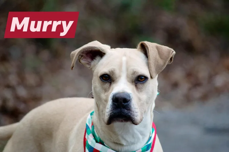 Murry thumbnail 3