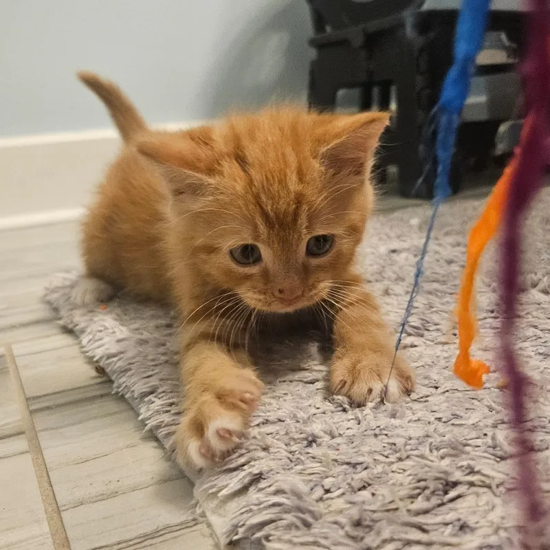 Mango in Manchester  thumbnail 2