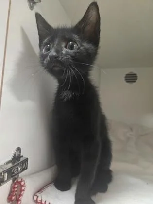 A baby small-sized male Domestic Short Hair cat named Cilantro for adoption in Savannah, GA