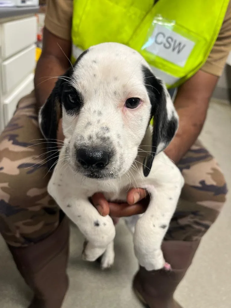 A baby small-sized male Beagle dog named Dudley for adoption in Hopkinsville, KY