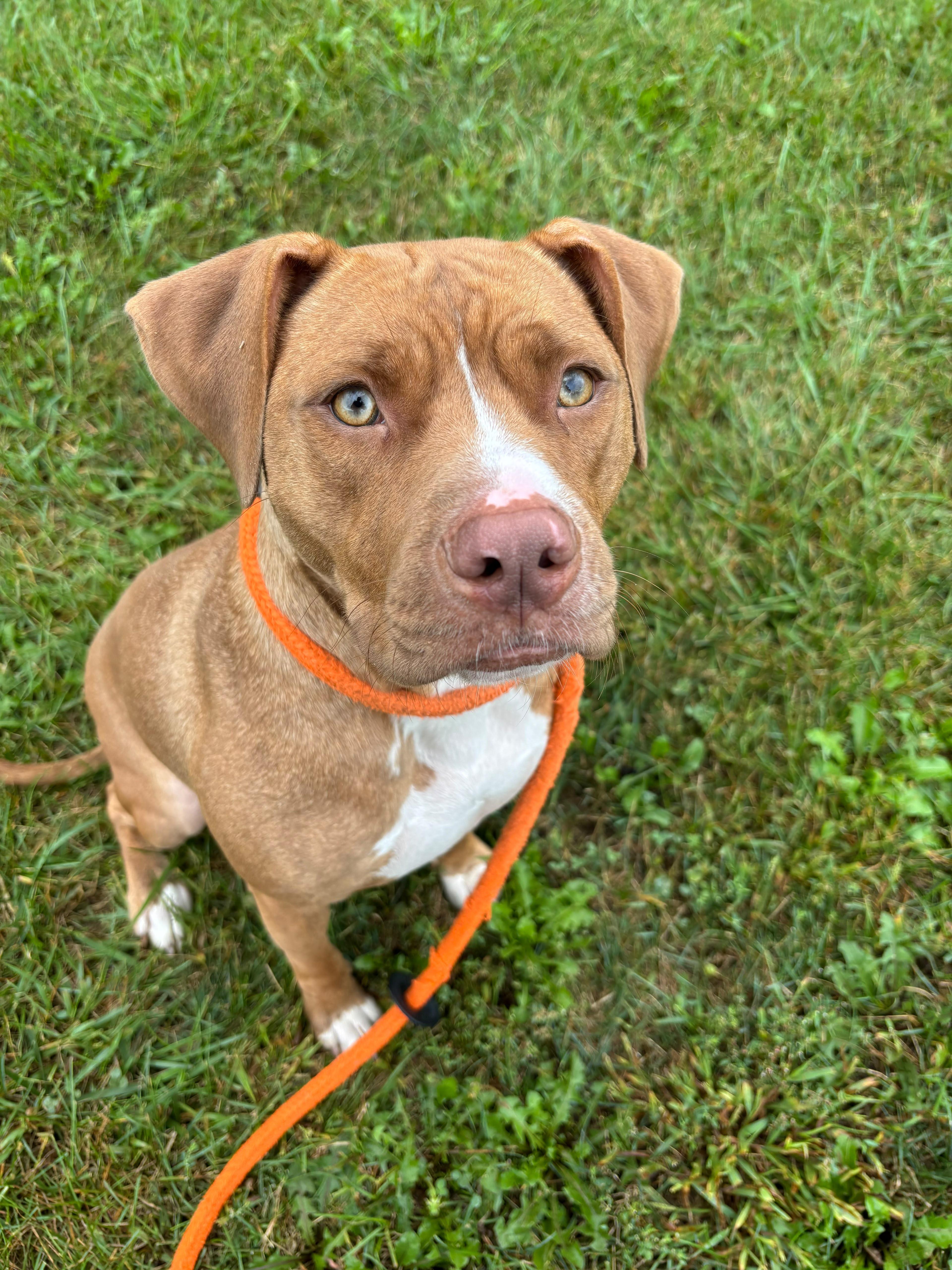 A young medium-sized female Pit Bull Terrier dog named Mini for adoption in Benton Harbor, MI