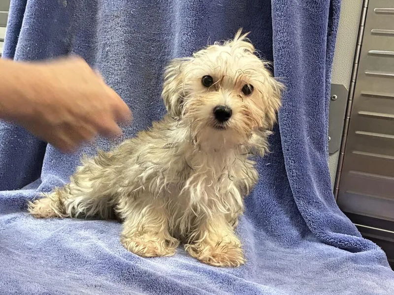A baby small-sized male Maltese dog named MalteseYorkie for adoption in Chattanooga, TN