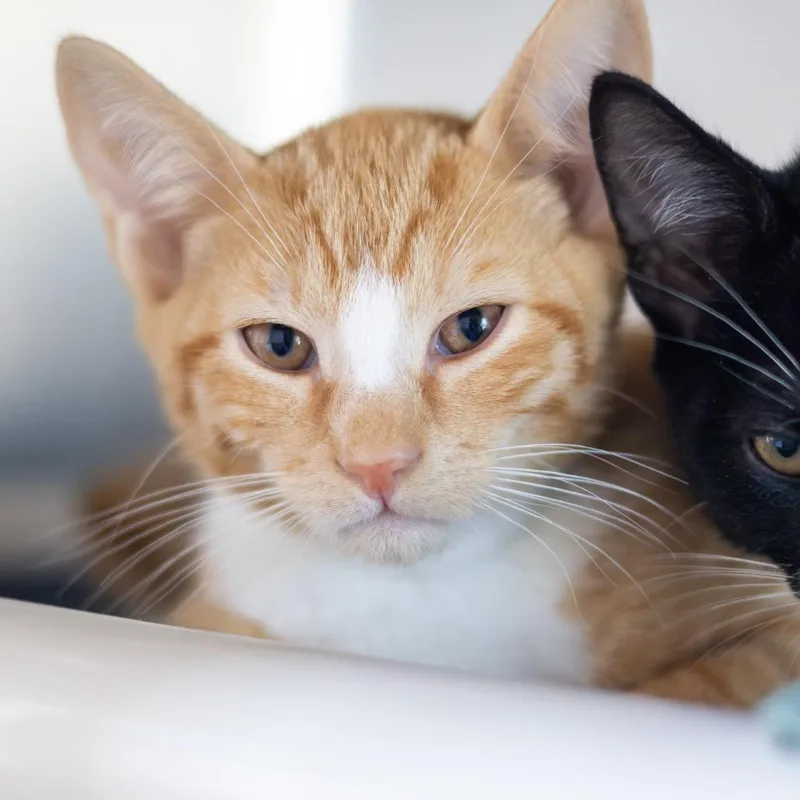 A baby small-sized male Domestic Short Hair cat named Tiki for adoption in Wilmington, DE