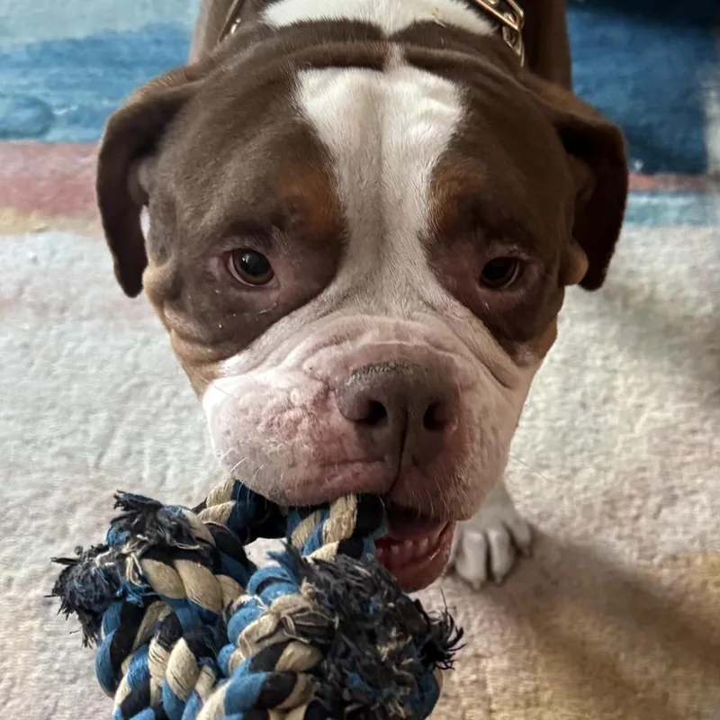 Princeton thumbnail 6