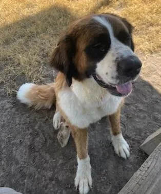 A young medium-sized female Saint Bernard dog named Luna for adoption in West Memphis, AR
