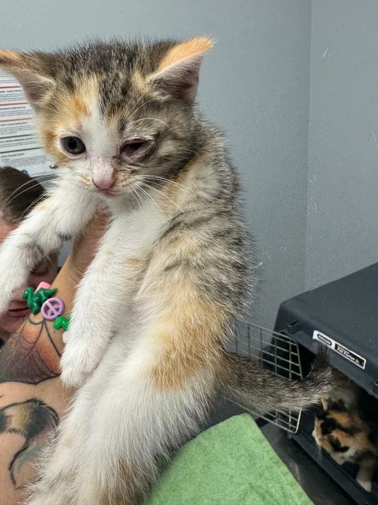 A baby medium-sized female Domestic Short Hair cat named Chrissie Hynde for adoption in Bloomington, IN