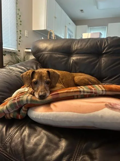 An adult small-sized male Dachshund dog named Rodney for adoption in Morton Grove, IL